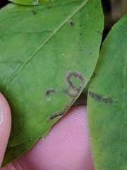 Phytomyza ilicis group