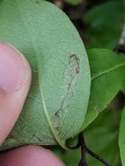 Phytomyza ilicis group