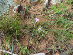 Petrorhagia prolifera