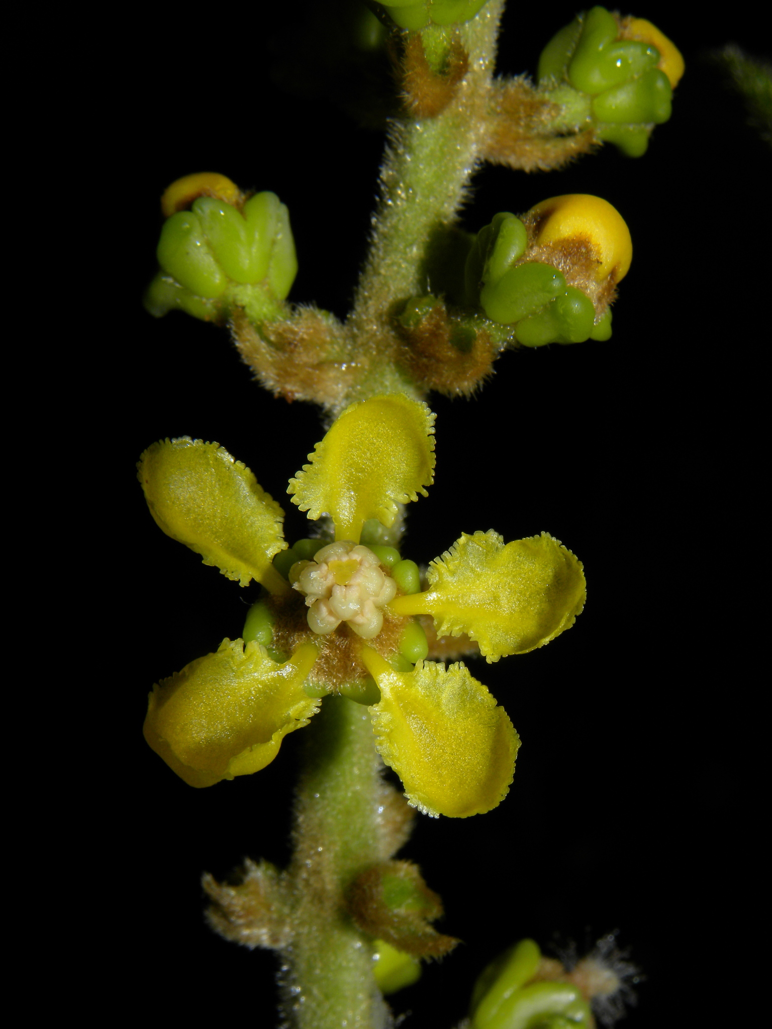 Malpighiaceae