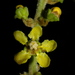 Malpighiaceae - Photo (c) Reinaldo Aguilar,  זכויות יוצרים חלקיות (CC BY-NC-SA)