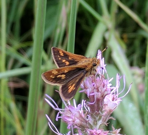 Peck's Skipper, photo 4 of 10