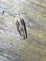 Eucosma radiatana