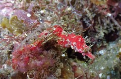 Idiotropiscis lumnitzeri