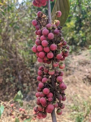 Doliocarpus dentatus