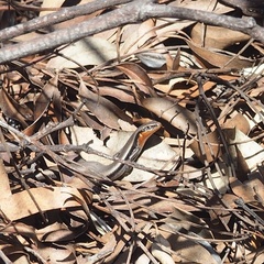 Acritoscincus platynotus