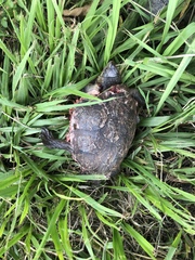 Kinosternon integrum