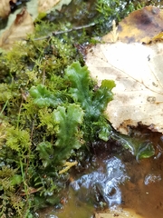 Marchantia polymorpha montivagans