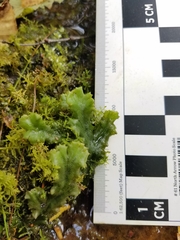 Marchantia polymorpha montivagans