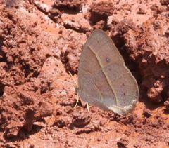 Brakefieldia simonsii