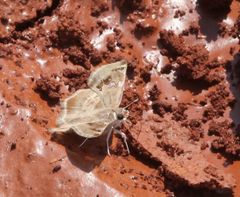 Caprona pillaana