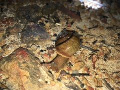 Cupedora bednalli