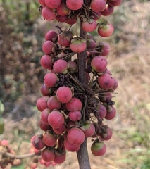 Doliocarpus dentatus