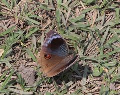 Junonia artaxia