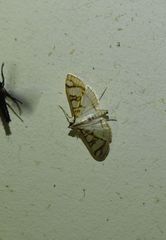 Glyphodes flavizonalis