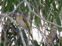 Conopophila albogularis