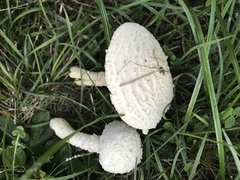 Saproamanita thiersii