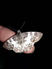 Polyctor cleta