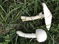 Saproamanita thiersii