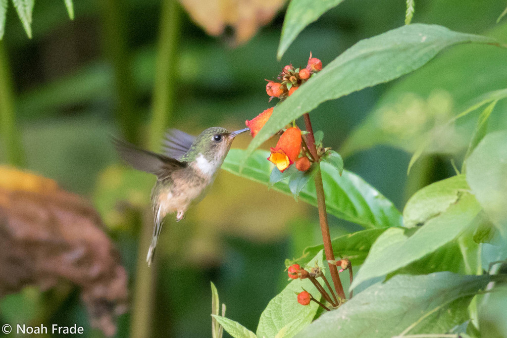 Peruvian Piedtail photo