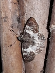 Polyctor cleta