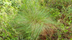 Eriophorum vaginatum vaginatum