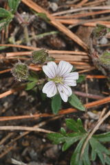 Geranium seemannii