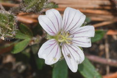 Geranium seemannii