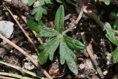 Geranium seemannii