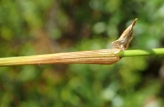 Eriophorum vaginatum vaginatum