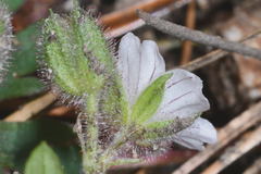 Geranium seemannii