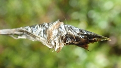 Eriophorum vaginatum vaginatum