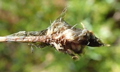 Eriophorum vaginatum vaginatum