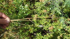 Eriophorum vaginatum vaginatum