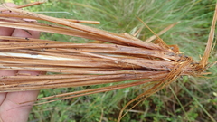 Eriophorum vaginatum vaginatum
