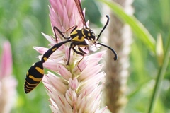 Phimenes flavopictus flavopictus