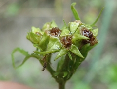Geum macrophyllum perincisum