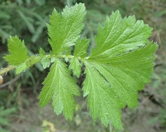 Geum macrophyllum perincisum