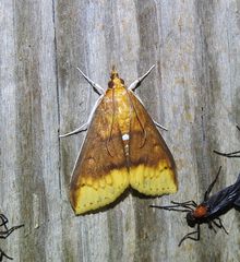 Lipararchis tranquillalis