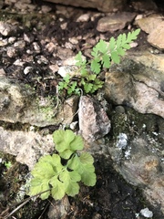 Cryptogramma stelleri