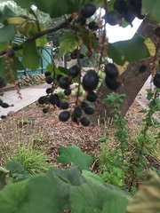 Ribes nigrum