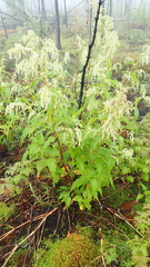 Koenigia alaskana