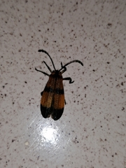 Calopteron terminale