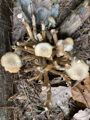 Armillaria novae-zelandiae