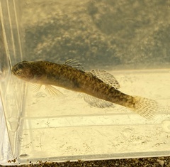 Eucyclogobius newberryi