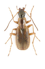 Agonum nigriceps