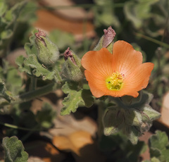 Sphaeralcea lindheimeri