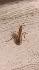 Ctenopelmatinae