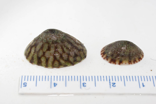 Tortoiseshell Limpet