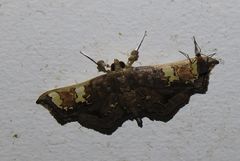 Chrysothyridia invertalis